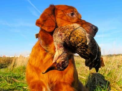 Golden Retriever Gabe occasionally has a hard time waiting to retrieve downed ducks like this mallard.