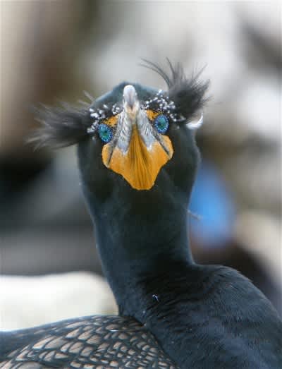 A double-crested cormorant. Photo used with permission by Daniel Roby.