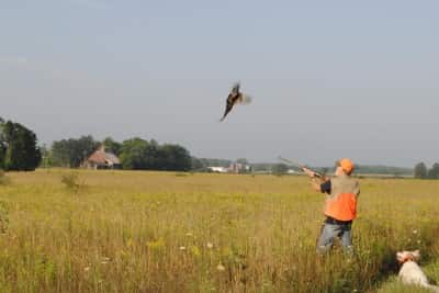 A pheasant takes to the air at Haymarsh Hunt Club.