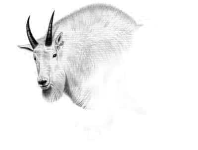 The first year Dunn drew a Washington goat tag was 1969, though it did not yield a successful harvest. Illustration by Dallen Lambson.