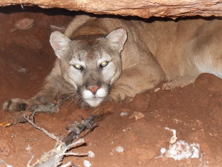 Mountain Lion Attacks Show Horse in California OutdoorHub