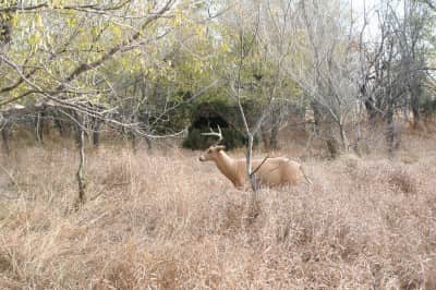 A decoy calms deer down and focuses their attention away from the blind.