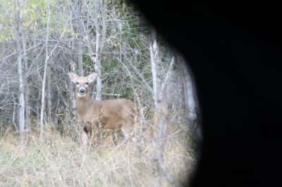 To remain hidden in a blind, you must eliminate light and minimize movement. A deer will pick up on any movement inside the blind.