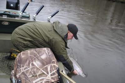 Miles Hanley releases a Kalamazoo River steelhead.