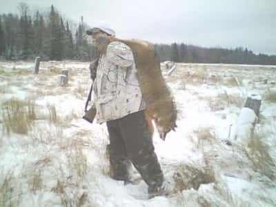 Clear-cuts are great areas to call because they are used by the coyotes for hunting areas and they have just enough cover to make the coyote feel comfortable crossing the openings.