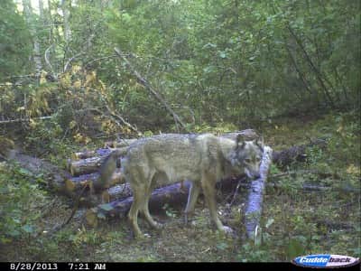 Wolves are abundant in Minnesota where the author hunts deer and bear. He regularly gets pictures of them on his trail cameras and excitedly awaits his opportunity to draw a wolf tag.