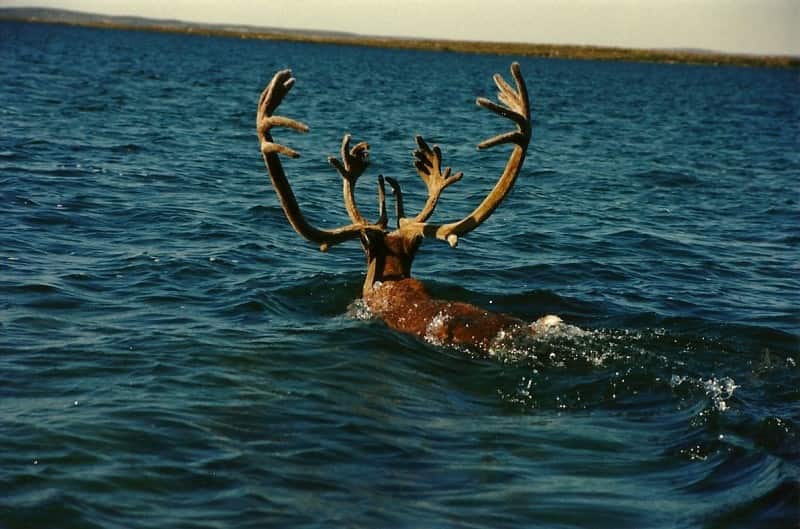 A swimming caribou bull that Dennis and his wife encountered on their trip. In keeping with the ethics and spirit of fair chase, the bull could not, of course, be taken while swimming.