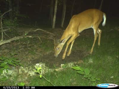 By June, antlers are growing fast and furious, as much as an inch per day. The shape that will crown the deer’s head later in the fall is becoming evident. The velvet that covers them is warm and sensitive to touch.