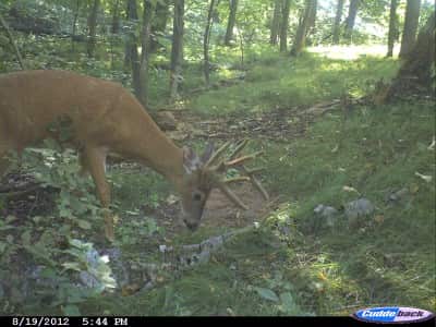 Sticker points and other abnormalities are caused by genetics. Some bucks are programmed to have a lot of points and some are programmed to be a basic 8- or 10-pointer. You can see that this young buck is showing signs that he may be a large nontypical in a year or two.