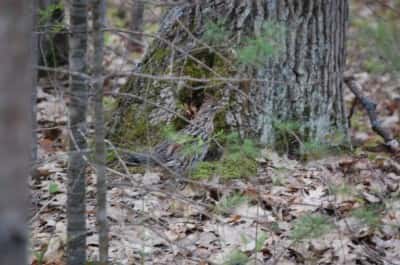 You may not always see grouse in the spring, but you can certainly hear them drumming. Image by Derrek Sigler.