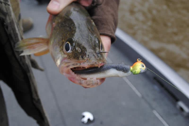 Michigan Walleye on the Tittabawassee River OutdoorHub