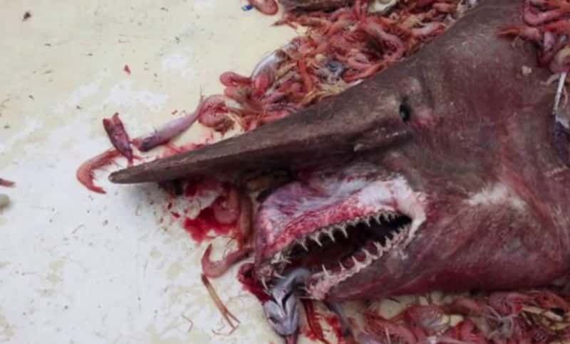 This goblin shark survived its visit to the surface and was later released.