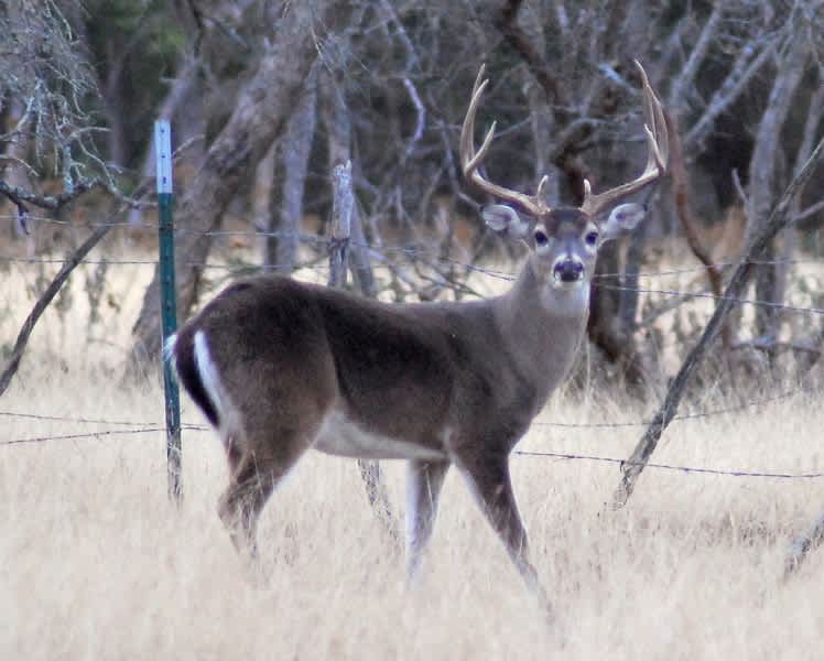 Lawmakers Urge USDA to Halt Interstate Transport of Captive Deer ...