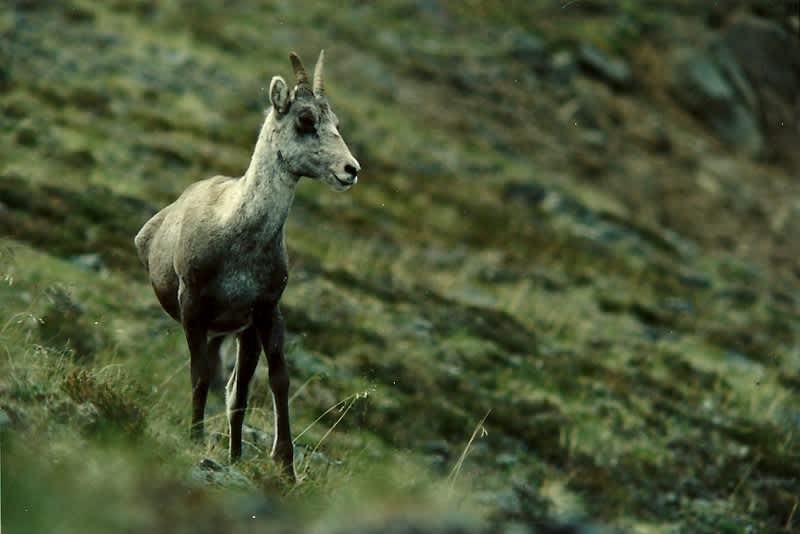 A Stone sheep ewe. Image by Dennis Dunn.