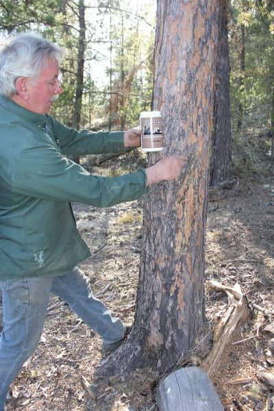 Outfitter Laurie Thorson uses a system of barrels containing oats, sugar, and bacon bits to attract and hold the bears. Here he applies a strong-smelling commercial scent made by Northwoods Bear Products.