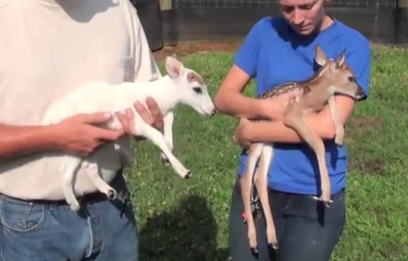 Video Piebald Deer Fawn Born in OutdoorHub