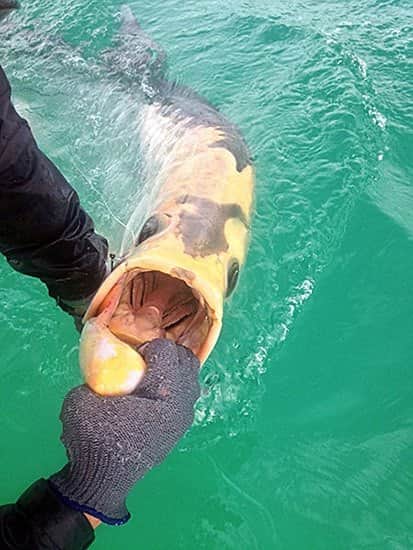 A piebald tarpon is a rare sight, but that doesn't make it any easier to catch.