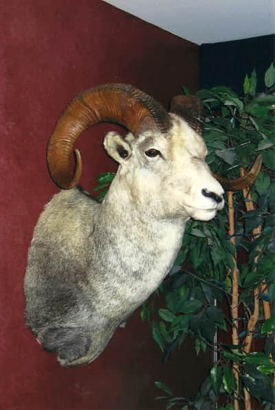 The author's Stone sheep residing in his "Grizzly Den." Image courtesy Dennis Dunn.