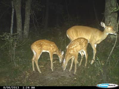 Deer of all ages need minerals and they readily devoured Monster Raxx during the author's testing.