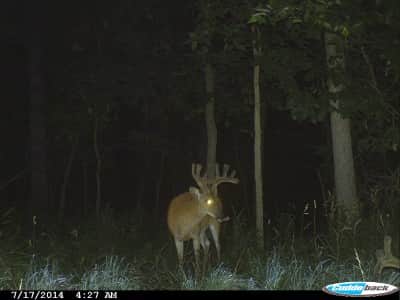 The author's use of Monster Raxx mineral has shown that bucks come back to the mineral deposit often and readily consume the mineral for five to 10 minutes each time they visit.