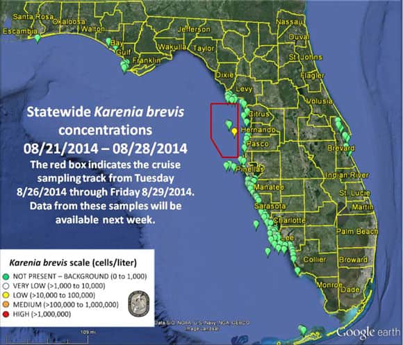 The FWC's most recent report on the bloom off Florida's west coast.