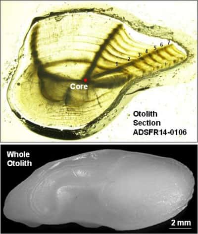 Graduate student Brian Klimek, working with Will Patterson from the Dauphin Island Sea Lab, dissected the otolith (ear bone) of the Alabama Deep Sea Fishing Rodeo record trout caught by Trenny Woodham this year and determined the trout was 7 years old by counting the growth rings.