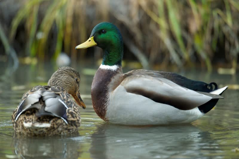 Even the best duck hunters can make mistakes. Just be sure to learn from yours. Image by Fred Greenslade, used with permission from Delta Waterfowl.