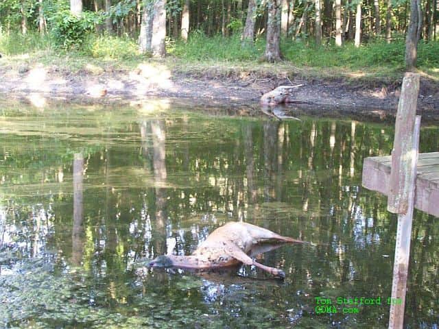Deer believed to have died from EHD. Courtesy Michigan Department of Natural Resources and Quality Deer Management Association.