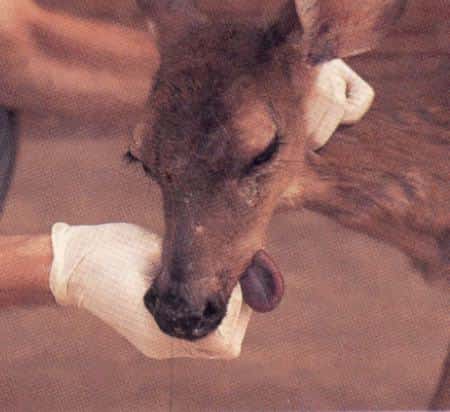 Deer with Bluetongue virus. Image courtesy Mississippi Wildlife, Fisheries, and Parks.