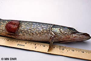 Despite not being fatal, a fish affected by lymphosarcoma can be quite unsightly.