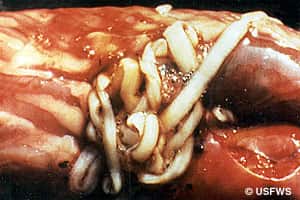 Tapeworm in an infected bass.