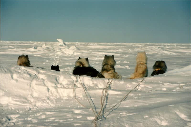 There's a bear out there somewhere! Image courtesy Dennis Dunn.