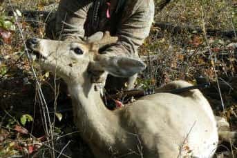 A picture of the unicorn doe harvested in near Spokane, Washington. Image courtesy Amy C.