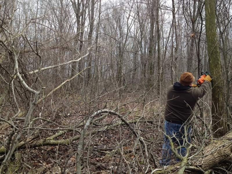 Hinge cutting offers several benefits to the property including improved bedding cover, more ground plants that provide browse, and thermal cover for harsh winter weather. Image by Bernie Barringer.