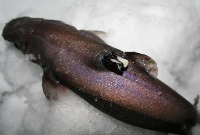 A lanternshark with Anelasma embedded in its back. Image from Irvin Kilde on the Wikimedia Commons.