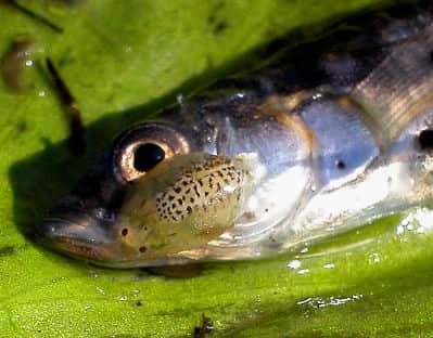 Fish lice one stickleback. Image from Michal Grabowski on the Wikimedia Commons.