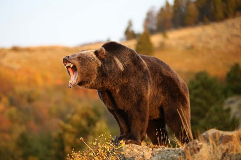 Grizzly big