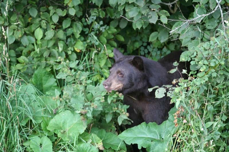 A bear’s eyes are positioned on the front of its face, much like a human’s, because they are predators and depth perception is important for hunting. The eyes of prey species tend to be toward the side of the head and optimized to pick up movement around them rather than focus on what’s in front of them.
