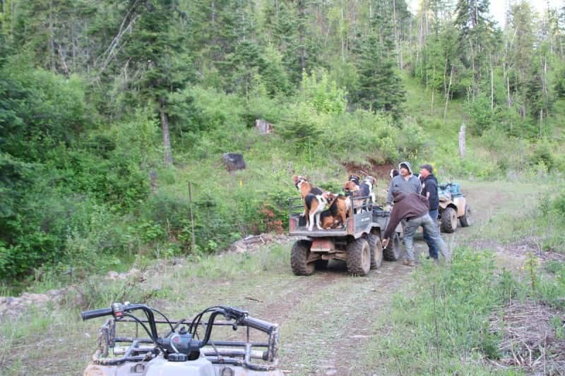 Idaho A Spring Bear Hunting Mecca OutdoorHub