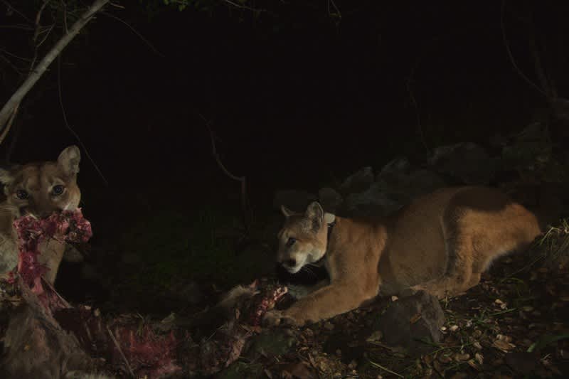 P-19 (left) and P-32 resume eating.