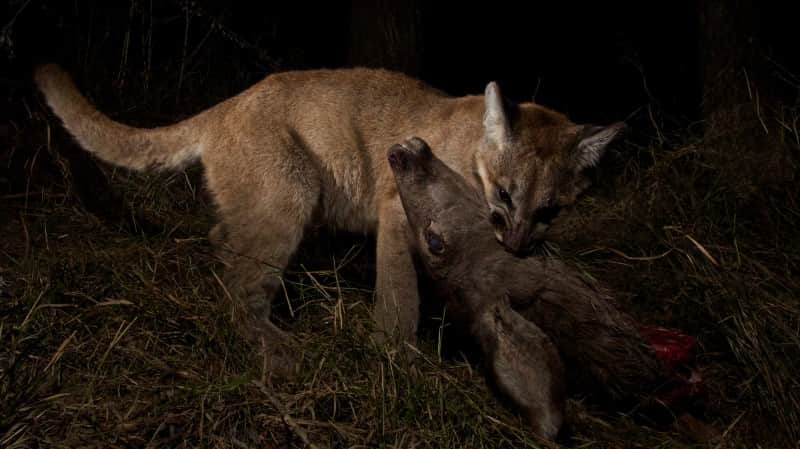 Another member of the family, P-13, sharing a mule deer with her own cubs.