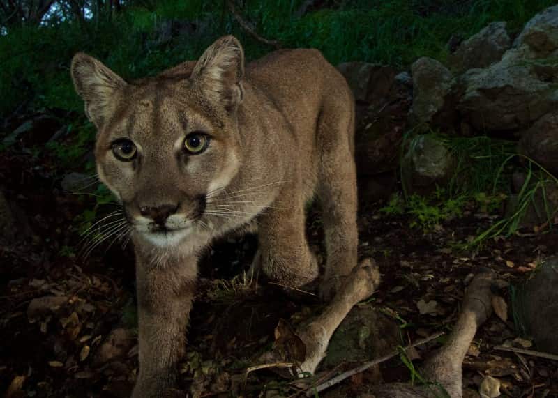 P-33 comes to investigate the camera.