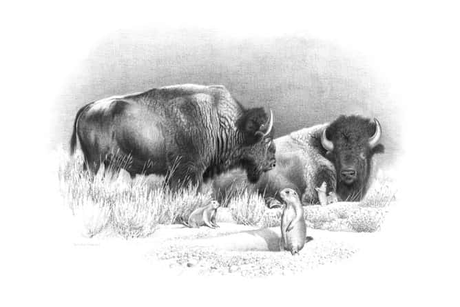 When he actually managed to get outside, Dunn found the North American bison to be quite a wary and elusive opponent. Illustration by Dallen Lambson.