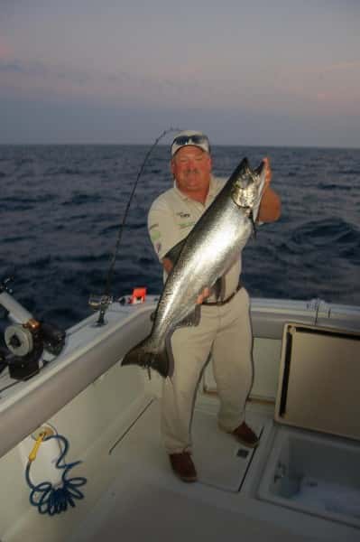 This healthy Lake Michigan Chinook salmon was taken off Saugatuck in Lake Michigan.
