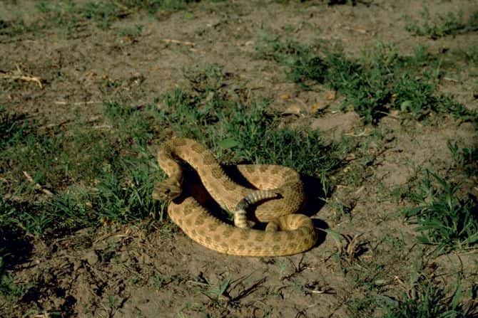 Image is public domain.