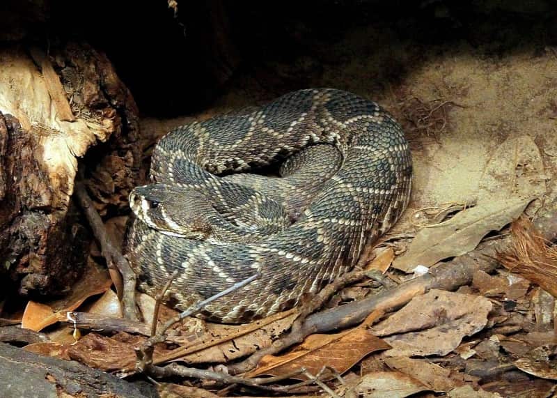 Crotalus_adamanteus_25 (1)
