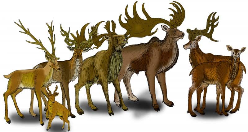 Image from Apokryltaros on the Wikimedia Commons.