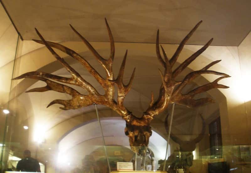 Image from Ghedoghedo on the Wikimedia Commons.