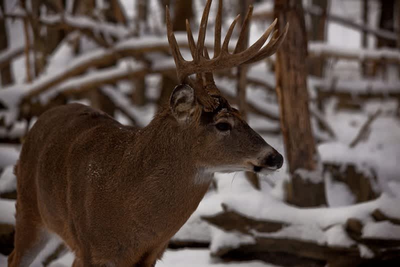 Image from ForestWander on the Wikimedia Commons.