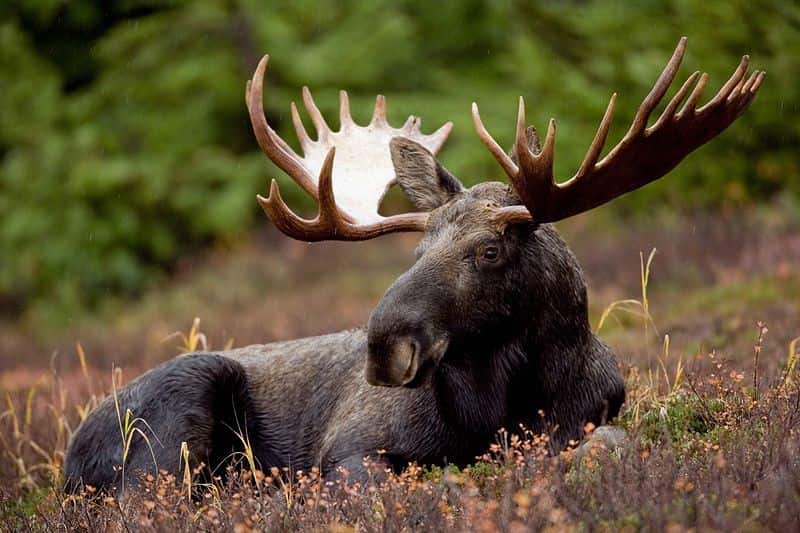 Image courtesy Hagerty Ryan/US Fish and Wildlife Service.